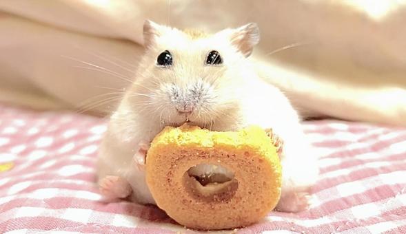 座りながらクッキーを食べるハムスター 座りながらクッキーを食べるハムスターの写真