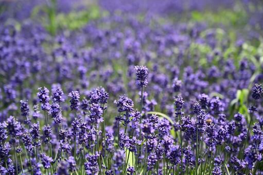 Photo, lavender, flower, summer, 