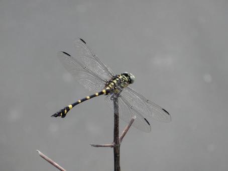【昆虫写真】ウチワヤンマ(団扇蜻蜒) 【昆虫写真】ウチワヤンマ(団扇蜻蜒) ウチワヤンマ,団扇蜻蜒,蜻蛉の写真素材