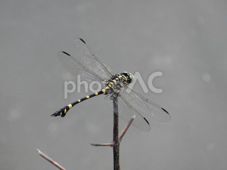 【昆虫写真】ウチワヤンマ（団扇蜻蜒） ウチワヤンマ,団扇蜻蜒,蜻蛉の写真素材