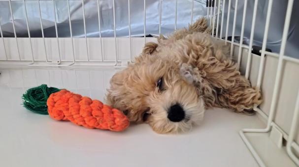 マルプー マルプー マルプー,犬,小型犬の写真素材