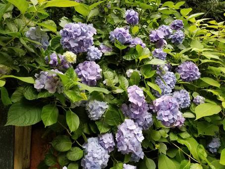 紫陽花 紫陽花の写真