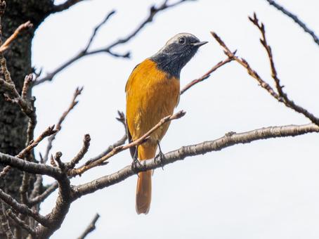枝にとまるジョウビタキのオスの写真