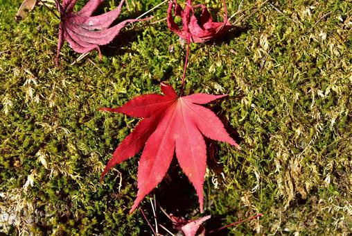 もみじの葉 もみじ,葉,紅葉の写真素材
