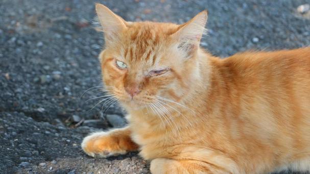 茶トラのノラ猫 茶トラのノラ猫の写真