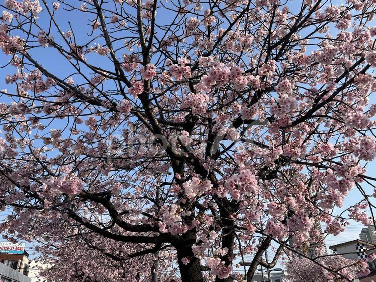 安行桜 安行桜,アンギョウザクラ,桜の写真素材