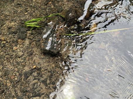 川の水 川の水の写真