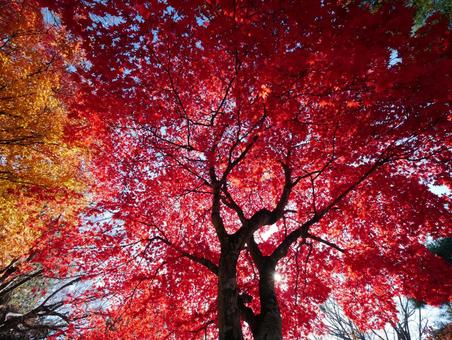 逆光の紅葉 紅葉,もみじ,秋の写真素材