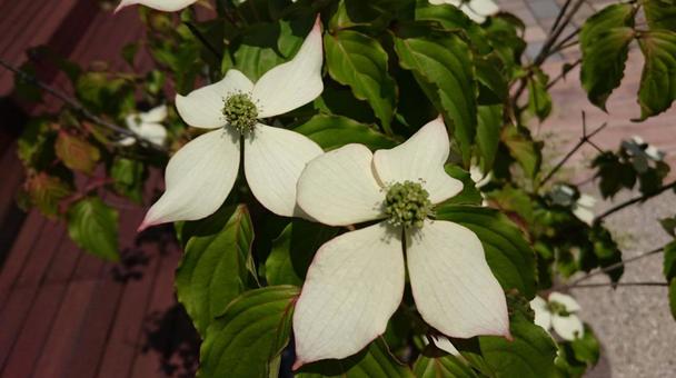 ヤマボウシの花 ヤマボウシの花の写真