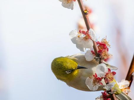 梅の花とメジロ・ウメジロー 梅の花とメジロ・ウメジローの写真