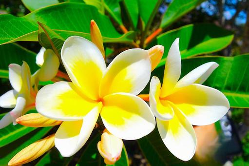 プルメリア 26 プルメリア,フランジパニ,花の写真素材