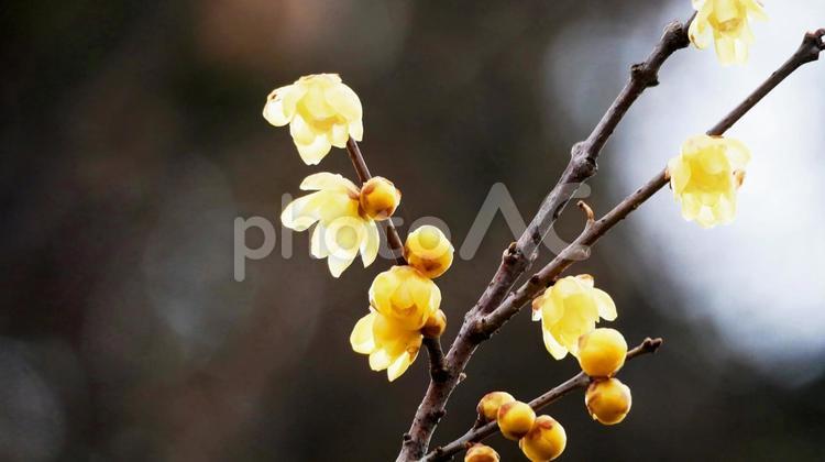 庭先に春の便りを届けるロウバイの花 ロウバイ,花,黄色の写真素材