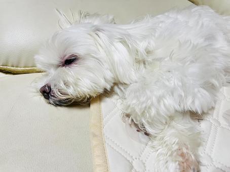犬の寝顔 犬の寝顔 犬,マルチーズ,寝顔の写真素材