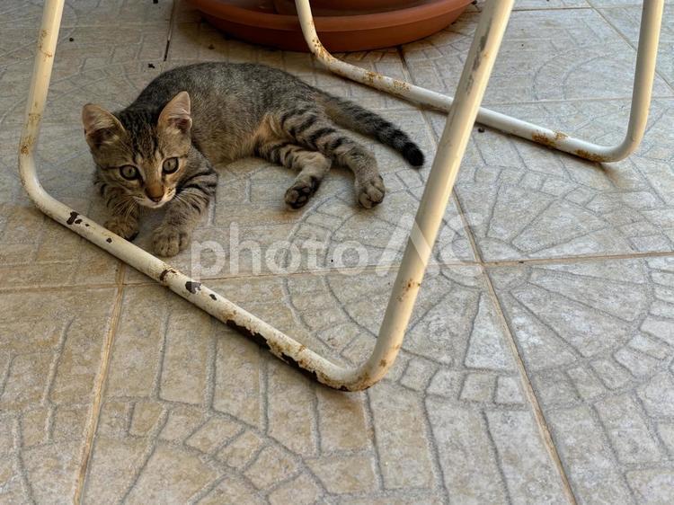 子猫　虎 ねこ,子猫,猫の写真素材