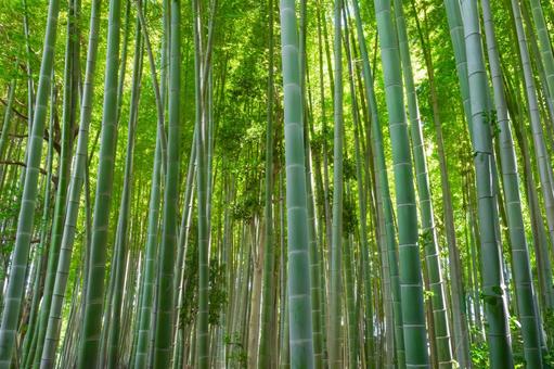 青々とした竹林 青々とした竹林の写真