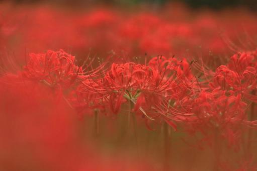 曼珠沙華(彼岸花) 曼珠沙華(彼岸花)の写真