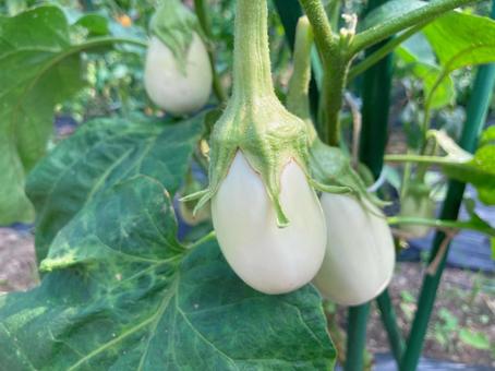 野菜3 野菜3の写真