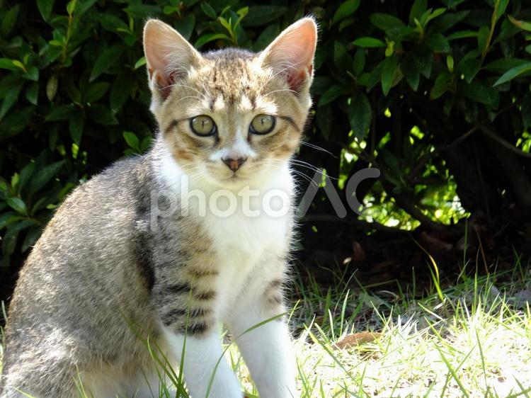 なに見てんだよ。という表情の子猫 子猫,ネコ,ねこの写真素材