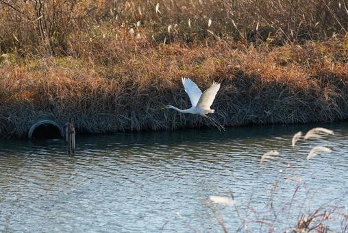 宙を優雅に舞うチュウサギ チュウサギ,シラサギ,鷺の写真素材