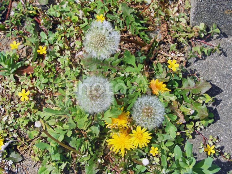 たんぽぽの花と綿毛 たんぽぽ,綿毛,たねの写真素材
