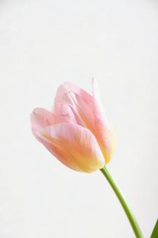 ピンクのチューリップ ピンクのチューリップの写真
