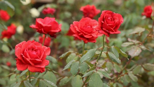雨上がりの秋バラに恋して 薔薇,バラ,ピンクの写真素材