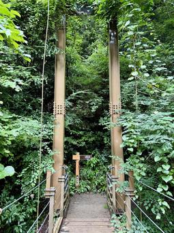 夏の高尾山　四号路　ハイキングコース 四号路,ハイキングコース,森の写真素材