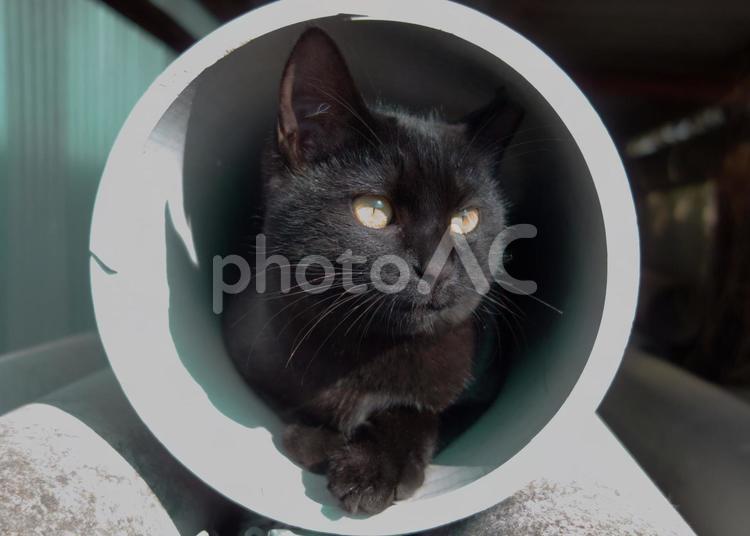 黒さんの隠れ家 ネコ,猫,黒猫の写真素材