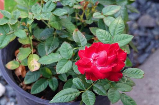 Red small rose, JPG