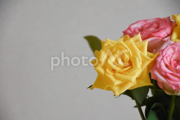 濡れた黄色とピンクの薔薇 水滴,黄色,花束の写真素材