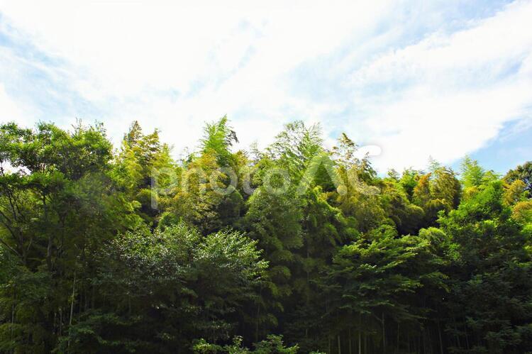 木々の緑と空と雲 森,緑,林の写真素材