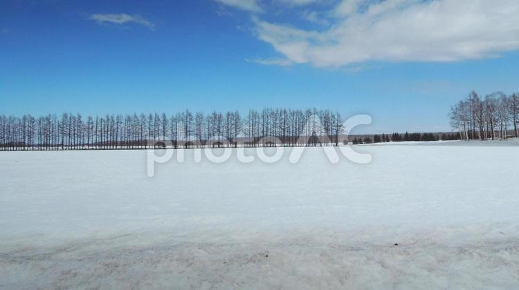 白銀の北海道　北の大地　雪景色　白樺 北海道,雪景色,雪の写真素材