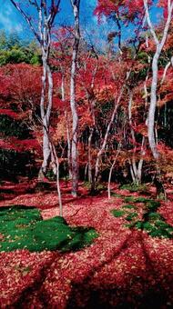 紅葉 紅葉の写真