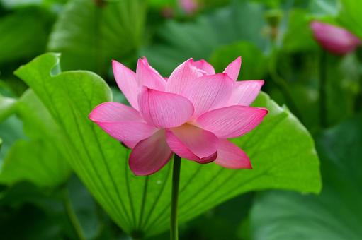 朝に咲く蓮の花 朝に咲く蓮の花 蓮,花,早朝の写真素材