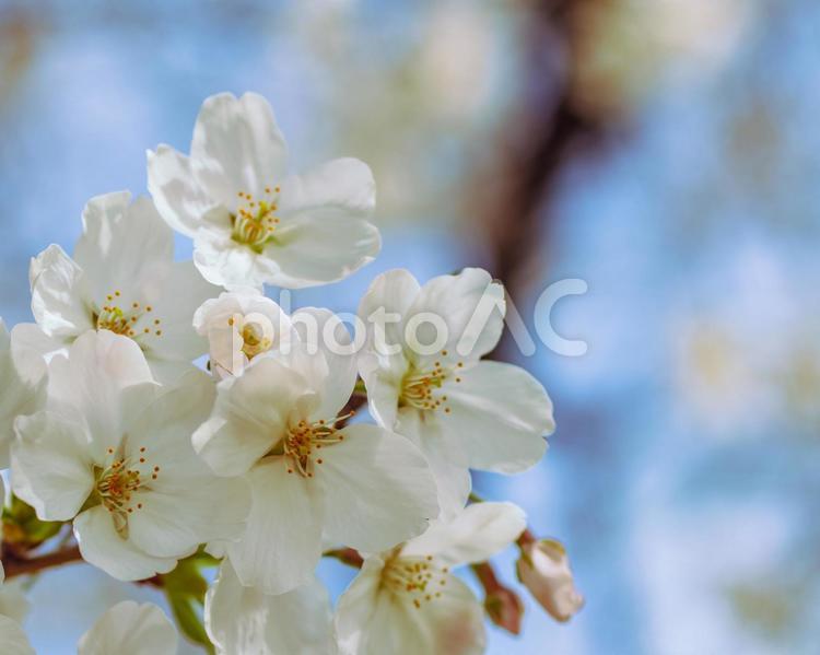 ソメイヨシノ桜ｰ36 ソメイヨシノ,さくら,桜の写真素材