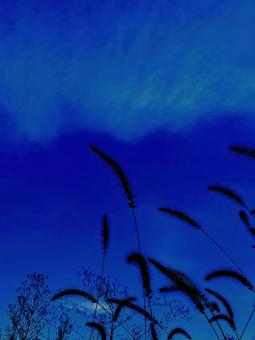 秋の夜 空,エノコロ草,草原の写真素材