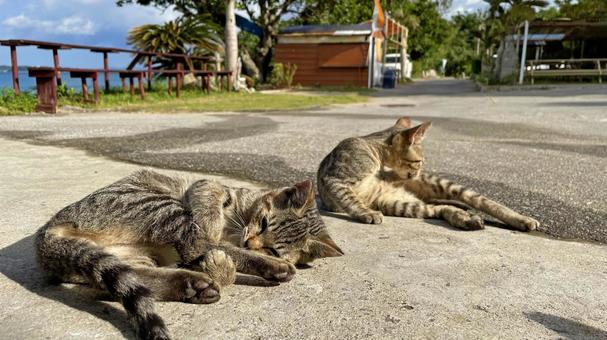 海辺でくつろぐ沖縄、離島の猫たち 海辺でくつろぐ沖縄、離島の猫たち 猫,島猫,日向ぼっこの写真素材