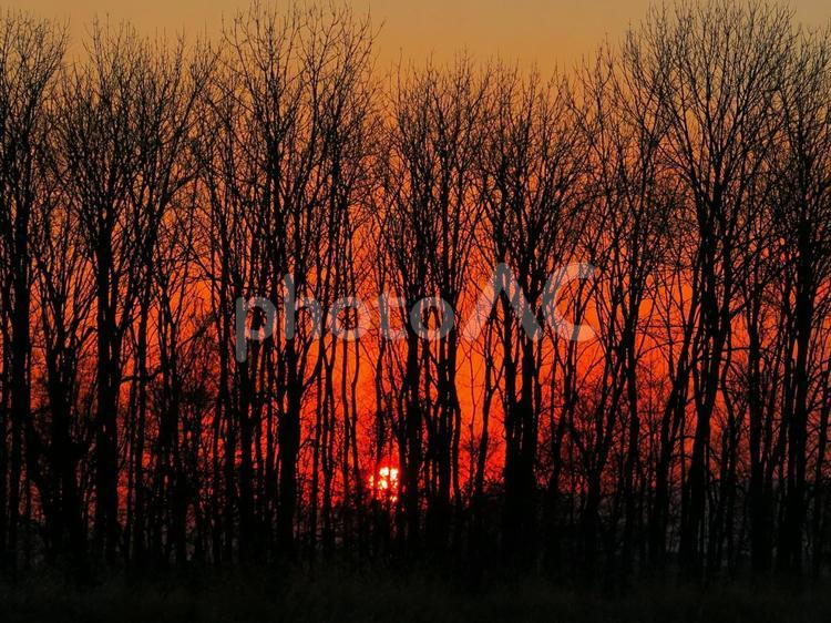 防風林の奥に沈む夕日 防風林,夕陽,夕焼けの写真素材