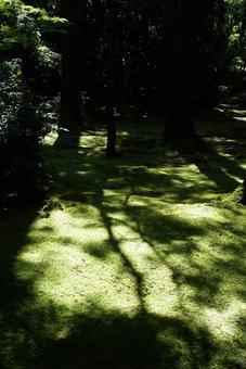 苔の上の木漏れ日 苔の上の木漏れ日の写真
