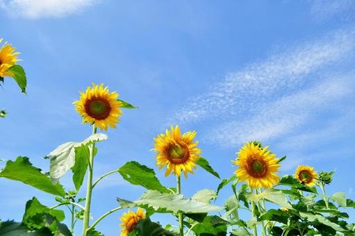 Photo, sunflower, summer, large wheel, 