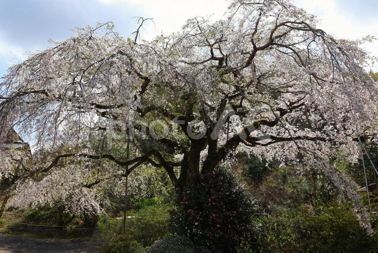 ３月下旬の綾川町のしだれ桜の花 背景,しだれ桜,シダレザクラの写真素材