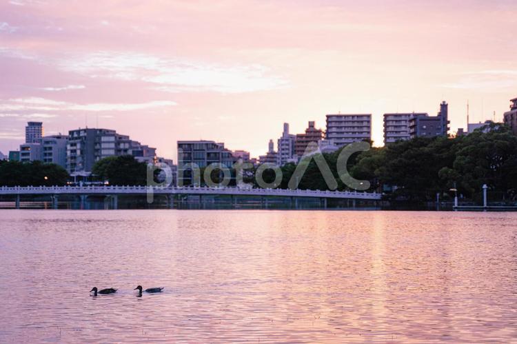 大濠公園の夕暮れ時のピンク色の空 朝焼け,景色,日常の写真素材