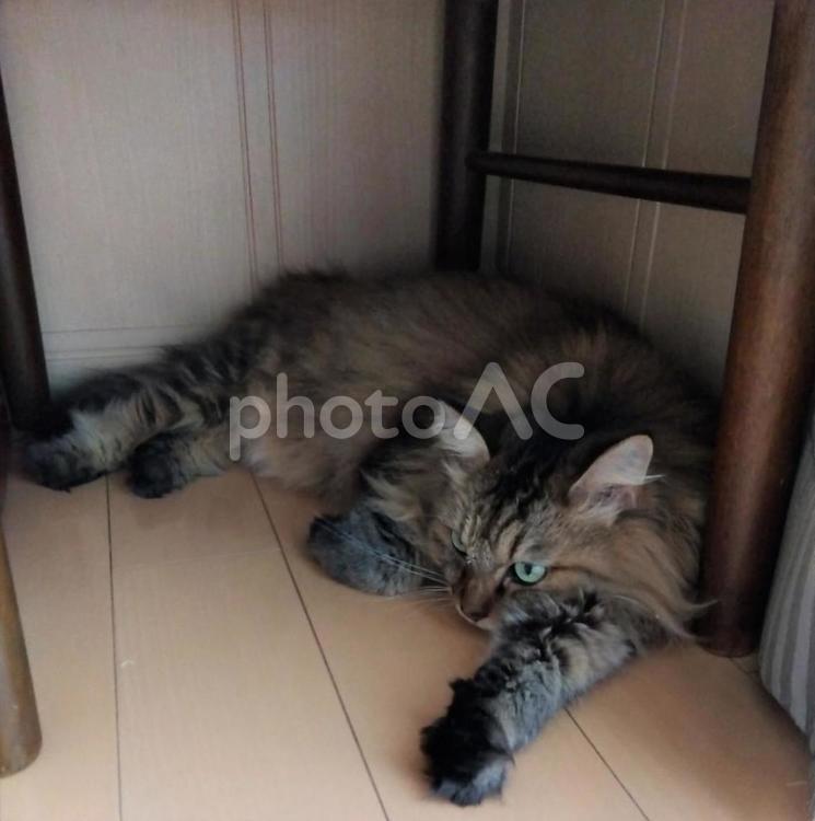椅子の下にいる猫 猫,長毛,ふわふわの写真素材