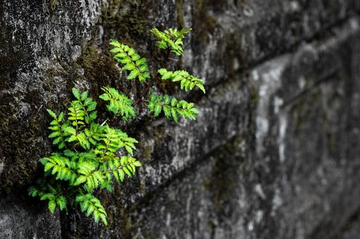 ブロックの隙間から生える山椒 ブロックの隙間から生える山椒の写真