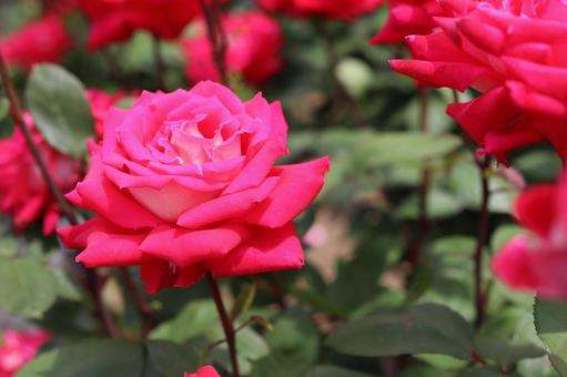 バラ園で鮮やかな色の薔薇を撮りました バラ園で鮮やかな色の薔薇を撮りましたの写真