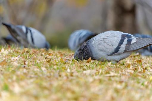 A pigeon buries its face in the fallen leaves of winter, JPG A pigeon buries its face in the fallen leaves of winter, JPG