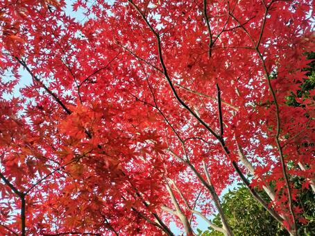 丈山苑の紅葉 丈山苑,安城,石川丈山の写真素材