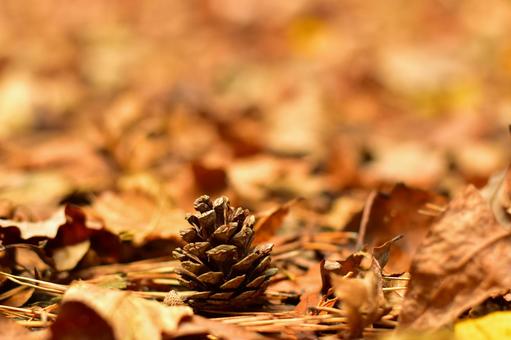 Autumn landscape, JPG