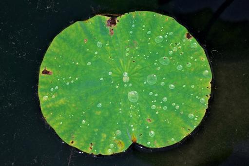 A lotus leaf with rain drops, JPG