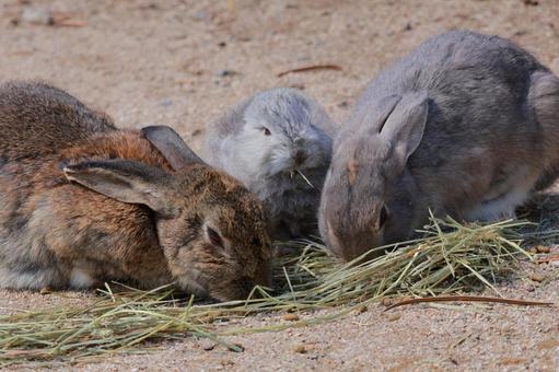 朝食中のウサギファミリー ウサギ,兎,家族の写真素材